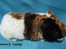 Tõu merisiga Teddy, emased