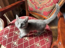 Британские котята