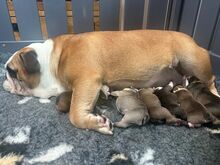 Beautifully bred English bulldogs