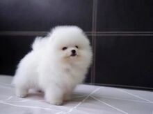 Pomeranian puppies are available