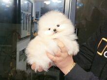 ✨???? POMERANIANI KUTSIKAD OTSIVAD UUT KODU! ????✨