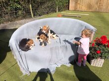 Beagle'i kutsikad
