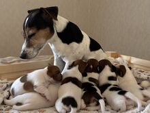 Jack Russell terjeri kutsikad
