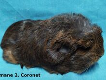 Tõu merisead- Sheltie, Coronet