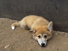 Pembroke Welsh Corgi