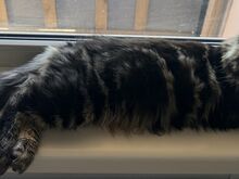 Maine Coon, poiss
