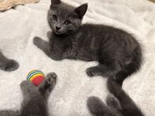 Британские котята