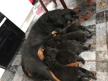 Rottweileri kutsikad