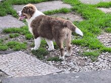 Австралийская овчарка сука щенок