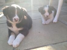 Bordercollie kutsikad