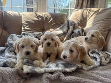Cockapoo kutsikad.