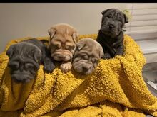 Shar Pei kutsikad..kirjuta mulle