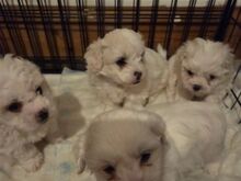 Bichon frisé