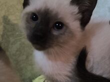 Сиамские котята
