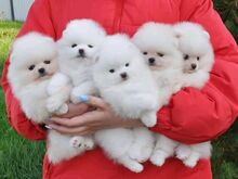 2 beautiful Pomeranian puppies.