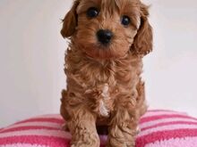 Cavapoo puppies