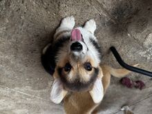 Pembroke Welsh Corgi