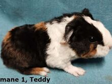 Tõu merisead Teddy-emased