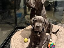 Cane Corso kutsikad