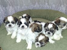 Щенки ши-тцу