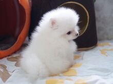 Pomeranian kutsikad