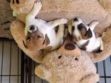 Jack Russell terjer