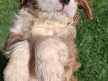Cavalier King Charles spanjeli kutsikad!