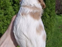 Cavalier King Charles spanjeli kutsikad