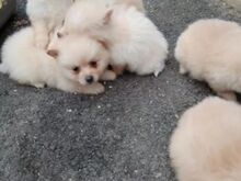 Müügil armsad pomeranian kutsikad..