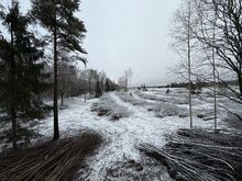 Võsalõikus ja kasvava võsa ost