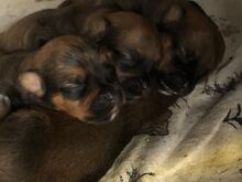 Rottweileri kutsikad.