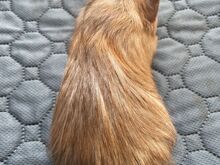 Emane merisiga