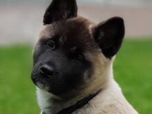 Akita kutsikad