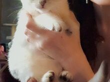 Super ilus scottish fold, hõbešinšilla