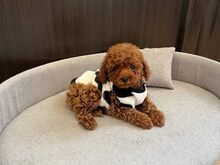 Toy puudli