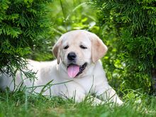 Labradori retriiveri kutsikad