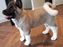Akita kutsikad