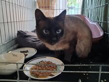 Imeilus kassipoiss Soba