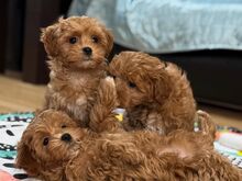 Loovutamisel on Maltipoo kutsikad.
