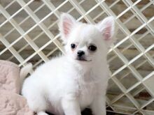Chihuahua