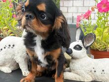 King Charles Spanjel