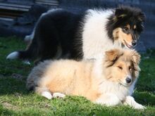 ЩЕНКИ КОЛЛИ