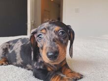 Taksikoera kutsikad | Kennelklubis registreeritud