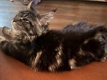 Maine Coon kassipoeg
