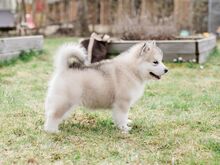 Alaska malamuut