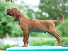 Rodeesia Ridgeback kutsikad