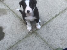 Bordercollie kutsikad