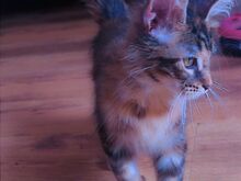 Maine coon emane kassipoeg