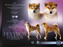 Shiba Inu FCI kutsikad – Korea × Jaapani liinid