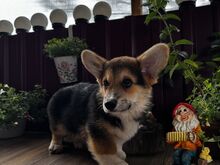 Pembroke Welsh Corgi